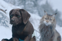 Кіт & Пес: Шалені пригоди