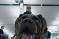 Кіт & Пес: Шалені пригоди