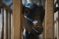 Знайомтесь, коза!