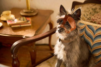 Талановитий містер Пес