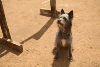 Талановитий містер Пес