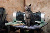 Школа магических зверей 3