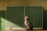 Школа магических зверей 3