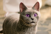 Школа магических зверей 3