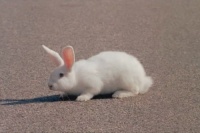 Муравьи в штанах