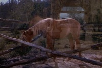 Мій друг Фліка