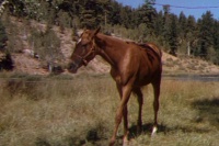 Мій друг Фліка