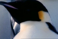 Farce of the Penguins