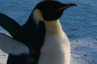 Farce of the Penguins