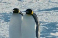 Farce of the Penguins