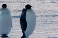 Farce of the Penguins