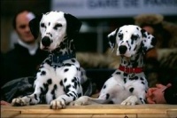 102 далматинца