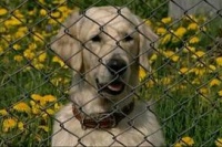 Марфа и её щенки