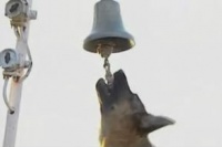 Марфа и её щенки