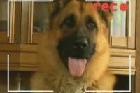 Марфа и её щенки