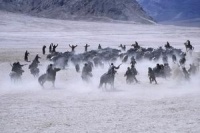 Долина цветов