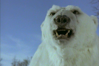 Король - полярный медведь