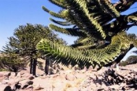 Динозавры: гиганты Патагонии