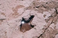 Динозавры: гиганты Патагонии