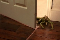 Бетховен: Великий кидок