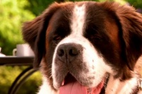 Бетховен: Великий кидок