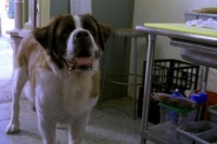 Бетховен: Великий кидок