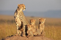 Африканские кошки