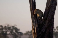 Африканские кошки