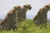 Африканские кошки