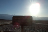 Древо жизни