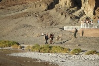 Древо жизни