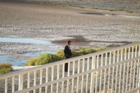 Древо жизни