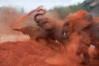 Народжені бути вільними