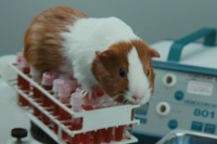 Доктор Дулитл