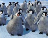 Танцующие пингвины установили рекорд в IMAX