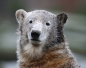 Медведь стал кинозвездой