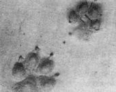 Самый известный киллер 90-х