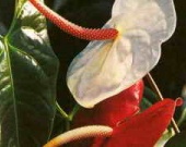 Первый в мире порнофильм для растений