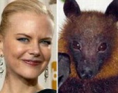 Николь Кидман похожа на летучую мышь