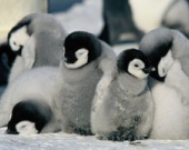 Дикая природа на большом экране