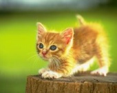 Первый DVD-фильм для кошек