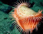 Что живет в "Руинах"?