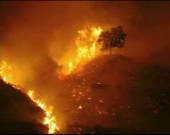 Звёзды Голливуда в панике