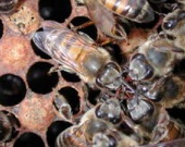 Басня о пчелах