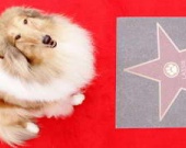 Аллея славы для животных