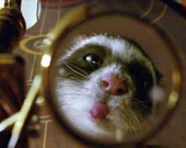 Ватикан осудил "Золотой компас"