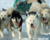 Героическая истории про собак и людей