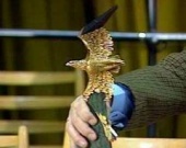 Первые лауреаты премии "Золотой Орел"