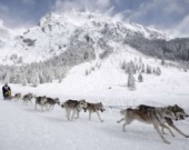 Режиссер "Росомахи" запрягает собак