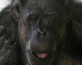 Джордж Клуни займется "Туристом"